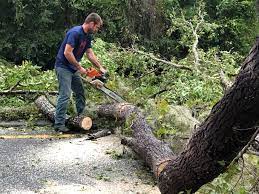 Professional  Tree Services in Lake Delta, NY